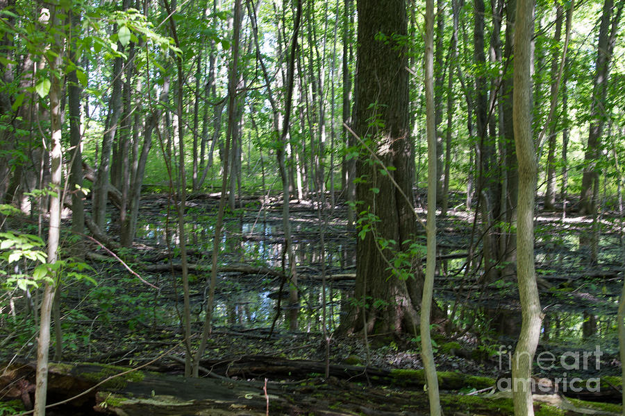Hermit Swamp Photograph by William Norton