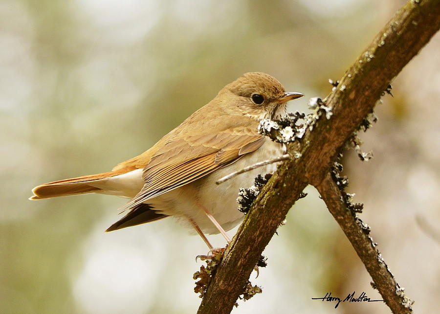 Hermit Thrush Photograph by Harry Moulton