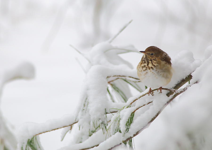 Hermit Thrush In Snow Photograph by Daniel Reed