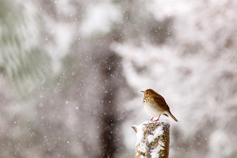 Hermit Thrush On Post In Snow Photograph by Daniel Reed