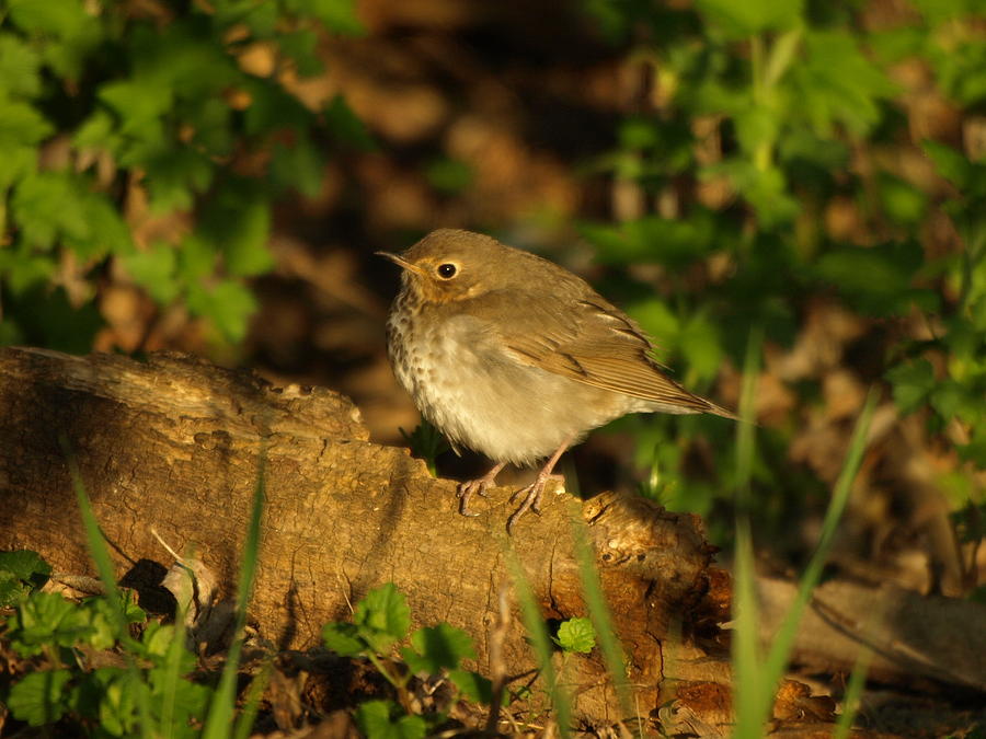 Hermit Thrush Shadows and Light Photograph by James Peterson