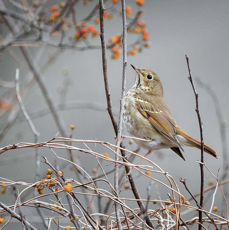 Hermit Thrush Square 2017 Photograph by Bill Wakeley