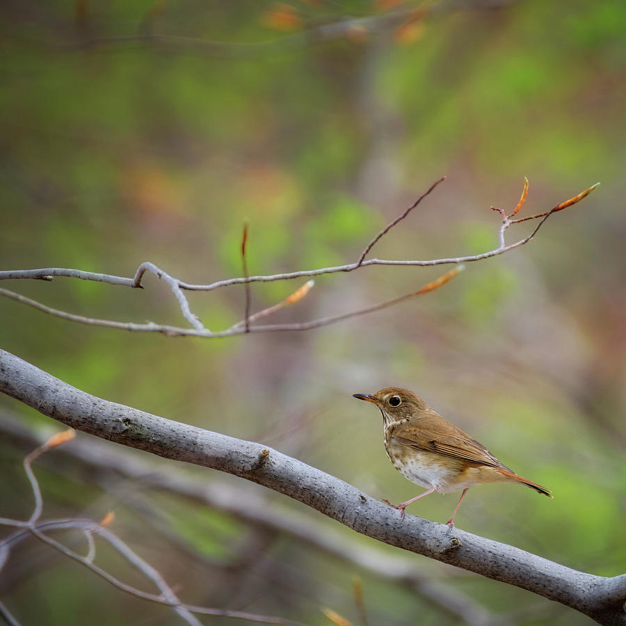 Spring Photograph - Hermit Thrush square by Bill Wakeley