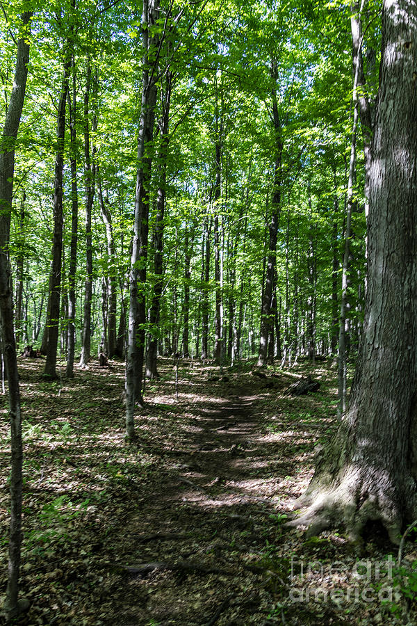 Tree Photograph - Hermit Trail by William Norton