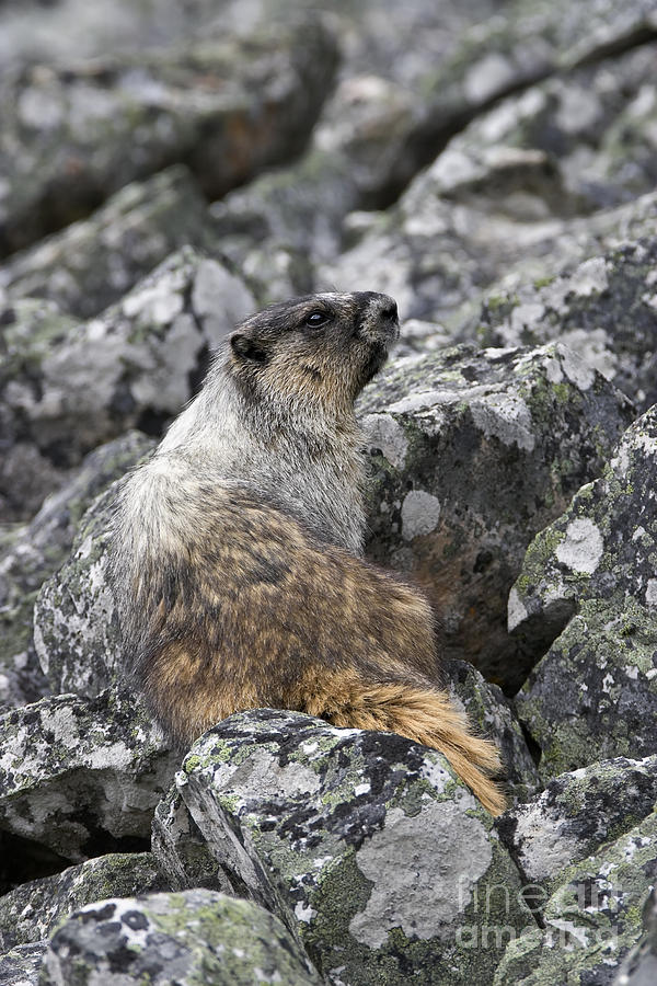 Heroic Hoary Marmot Photograph by Royce Howland