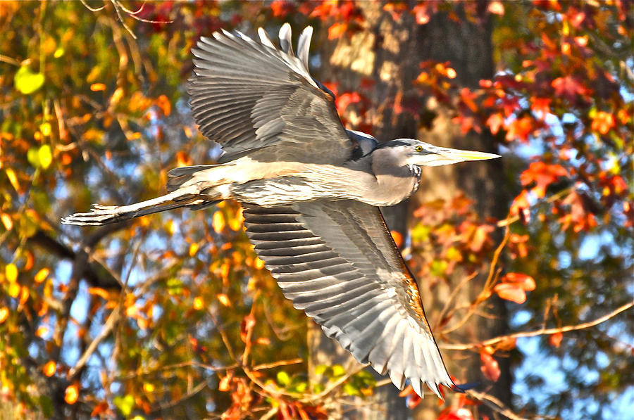Heron Against Fall Foliage Photograph by Don Mercer