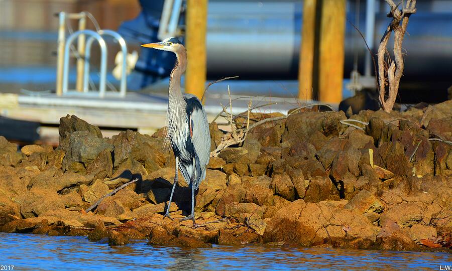 Heron Along The Shore Photograph by Lisa Wooten