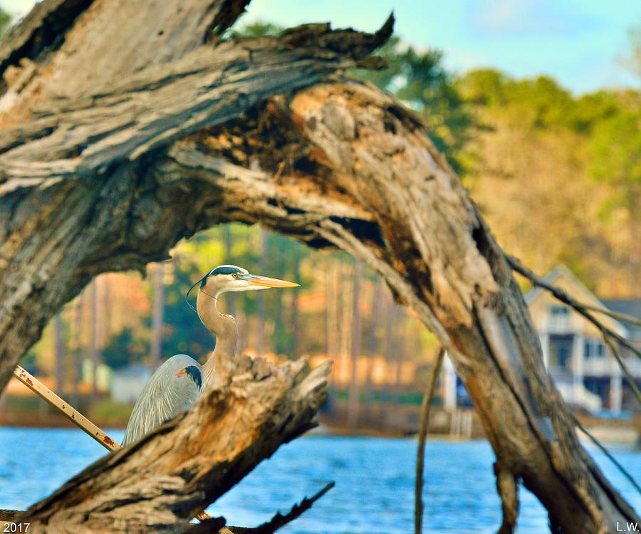 Heron Among The Trees  Photograph by Lisa Wooten