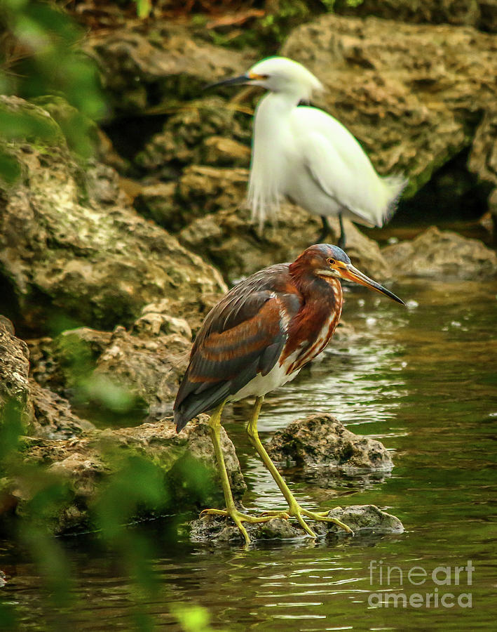 Heron and Egret on Rock Photograph by Tom Claud
