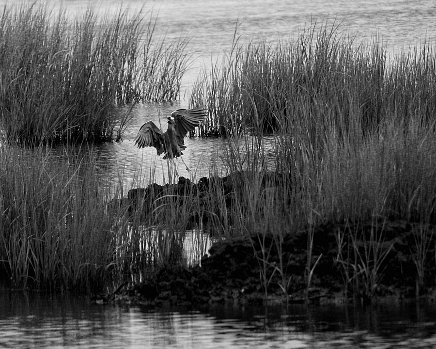 Heron and Grass in B/W Photograph by William Selander