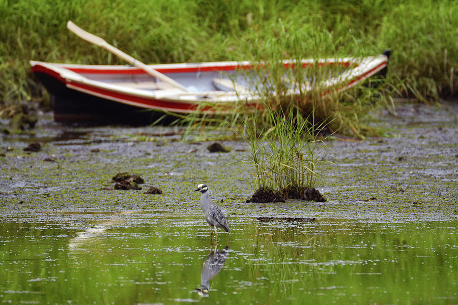 Heron and Rowboat Photograph by Garrett Sheehan