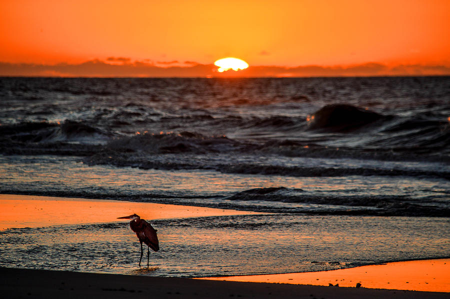 Heron and the Rising Sun Photograph by Michael Thomas