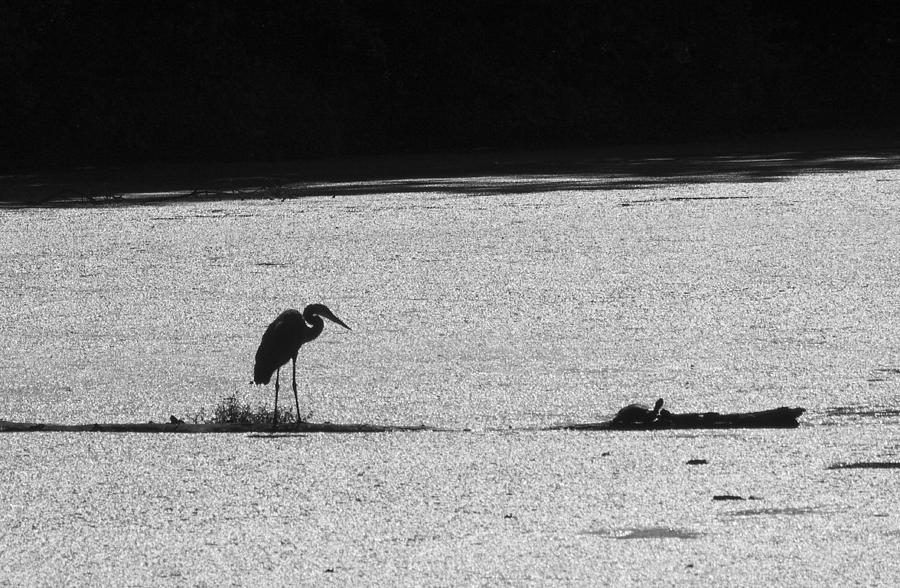Heron and turtle in Black and White Photograph by Paul Ross