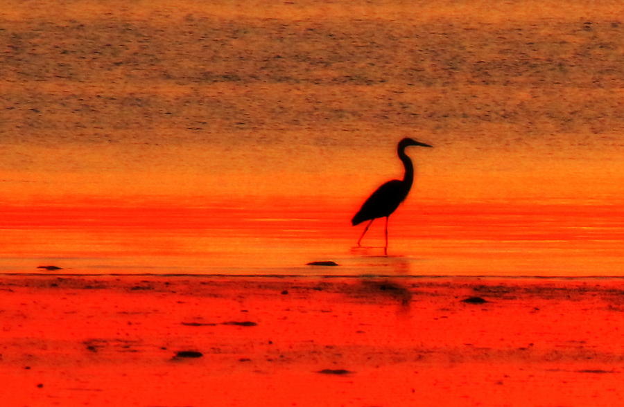 Heron at Dawn Photograph by Suzanne DeGeorge