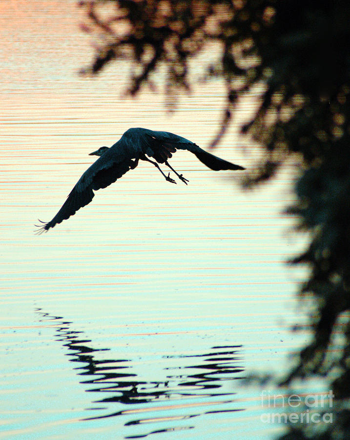 Heron At Dusk Photograph by Clayton Bruster