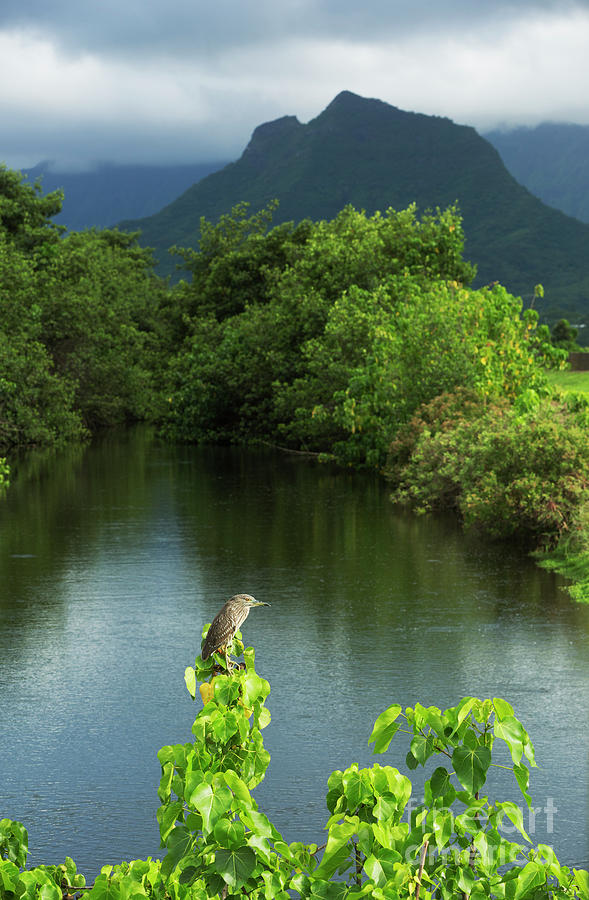 Heron at Kawainui Marsh by Charmian Vistaunet Heron at Kawainui Marsh by Charmian Vistaunet