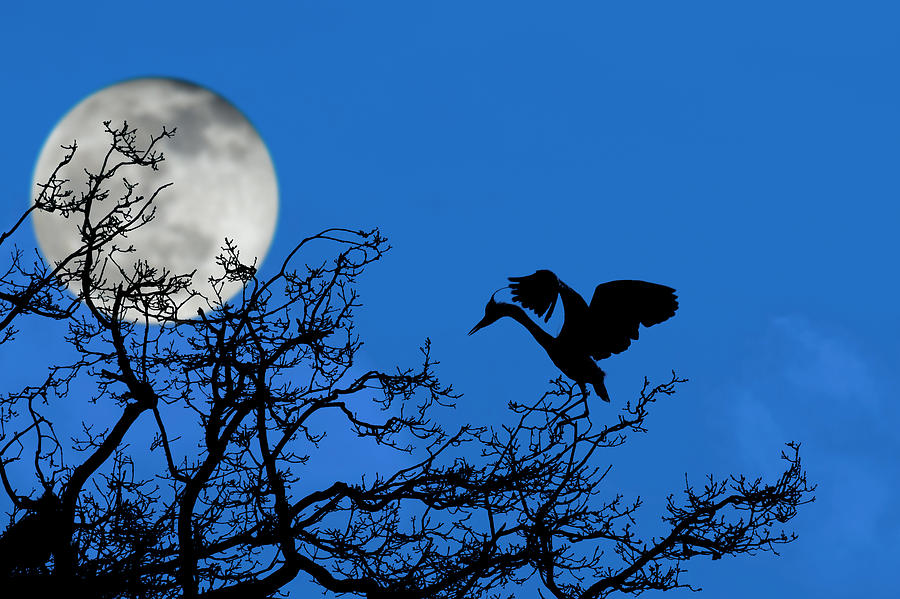 Heron at Night Photograph by Arterra Picture Library