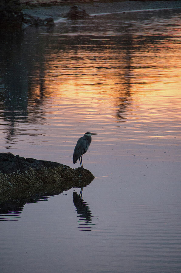 Heron at Sunrise Photograph by Marilyn Wilson