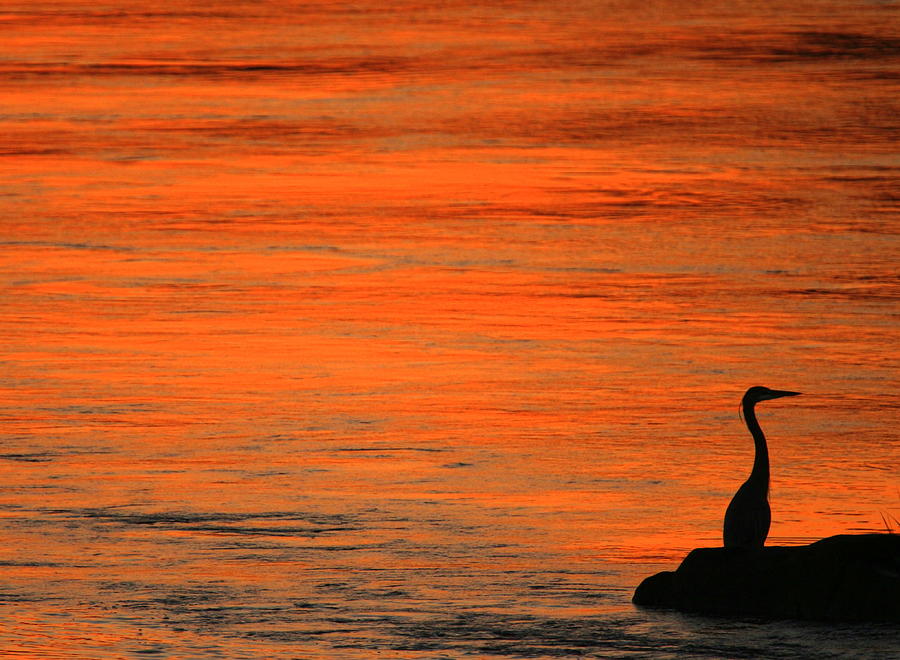 Heron at Sunrise Photograph by Suzanne DeGeorge
