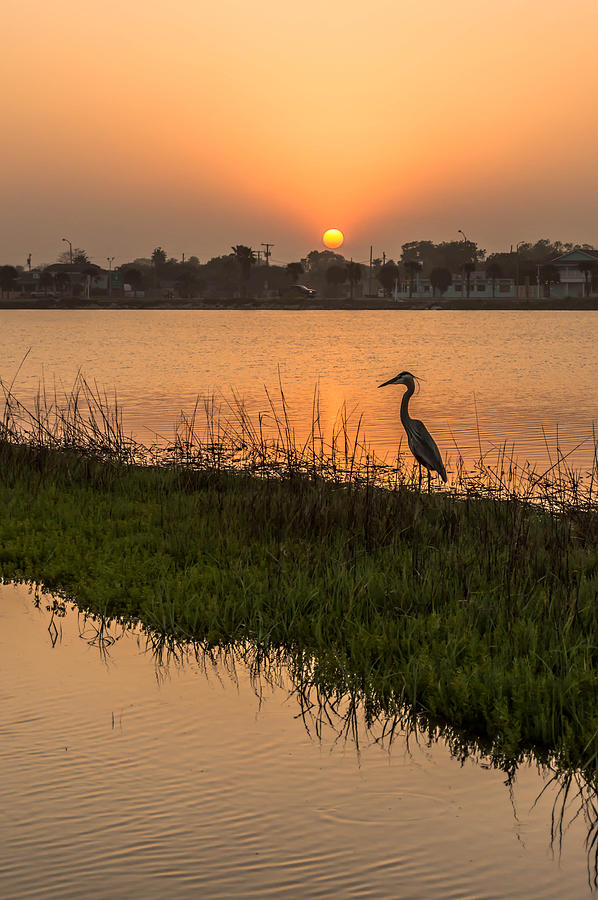 Heron at Sunset Photograph by Leticia Latocki