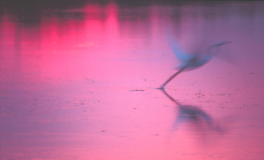 Heron at sunset by Ralph Fahringer Heron at sunset by Ralph Fahringer