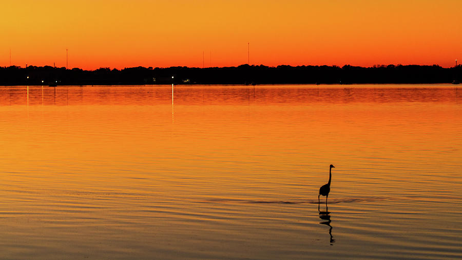 Heron at Sunset Photograph by Stefan Mazzola