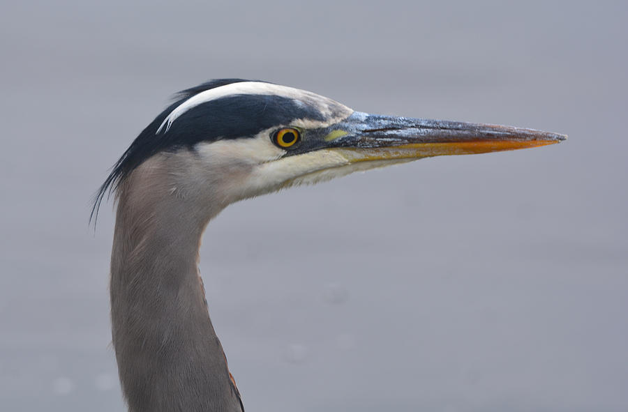 Heron at the Lagoon Photograph by Richard Andrews - Fine Art America