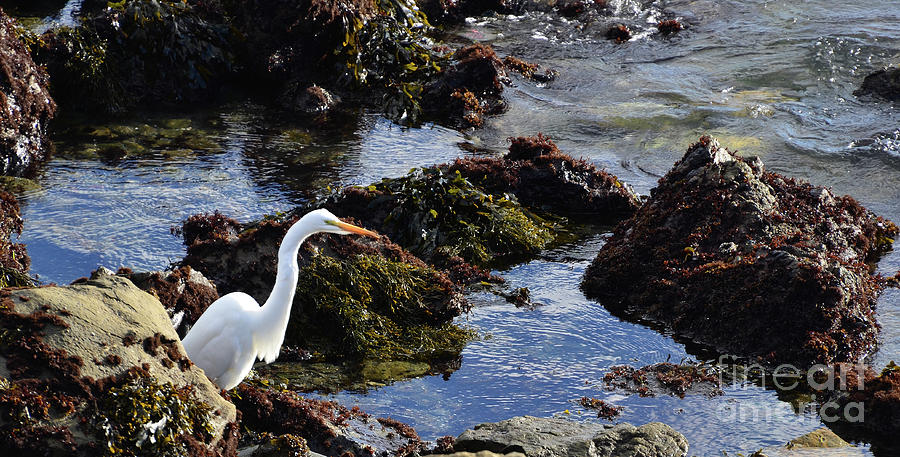 Heron at the TIde Pools Photograph by Debby Pueschel