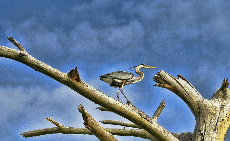 Heron at the Top of the World  Photograph by Ola Allen