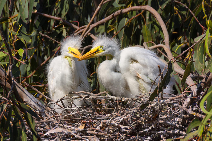 Heron Babies in their Nest Photograph by Kathleen Bishop