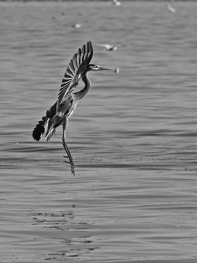 Heron Ballet Photograph by Inge Riis McDonald