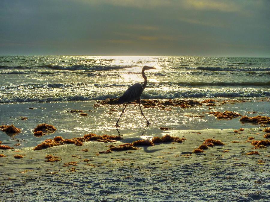 Heron Photograph - Heron Beachwalk by Michael Garyet