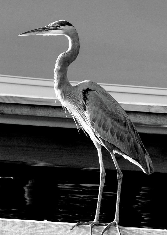 Heron Black n White Photograph by Beth Deitrick | Fine Art America