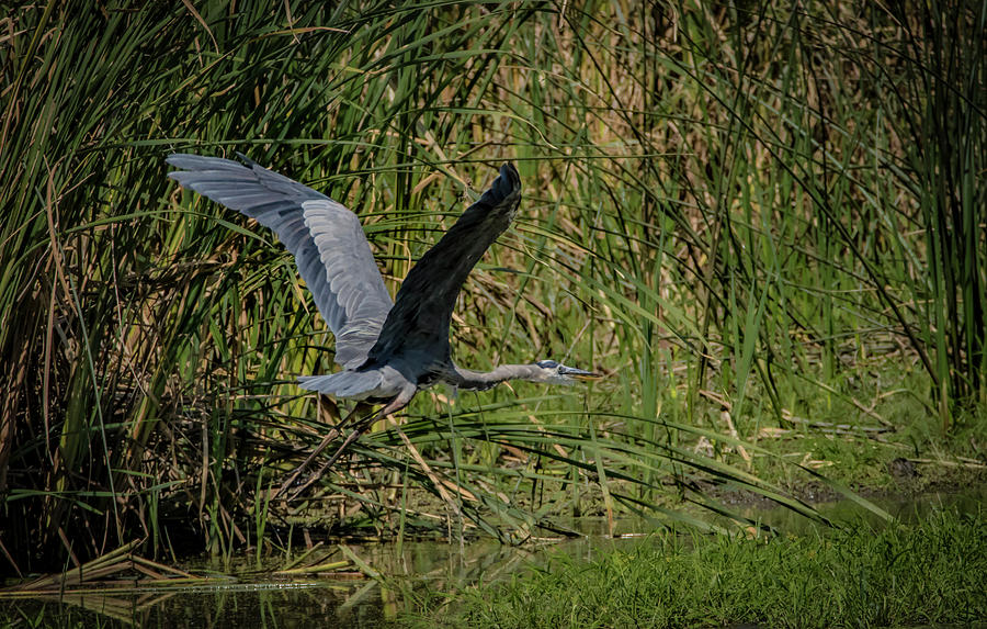 Heron Blue Photograph by Ray Congrove