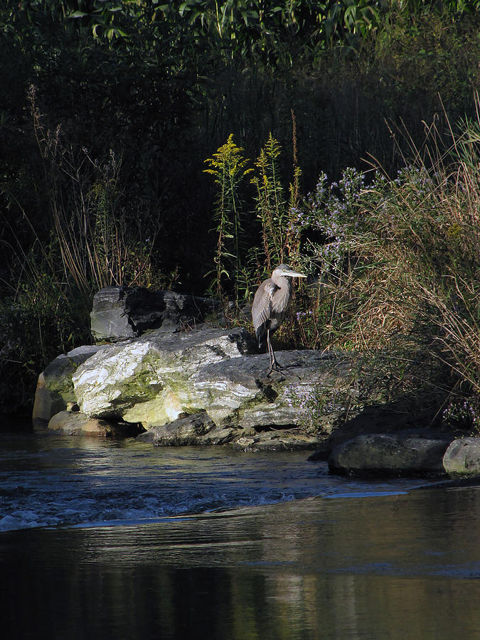 Heron By A Stream Photograph