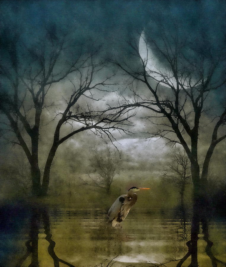 Heron by Moon Glow  Photograph by Andrea Kollo