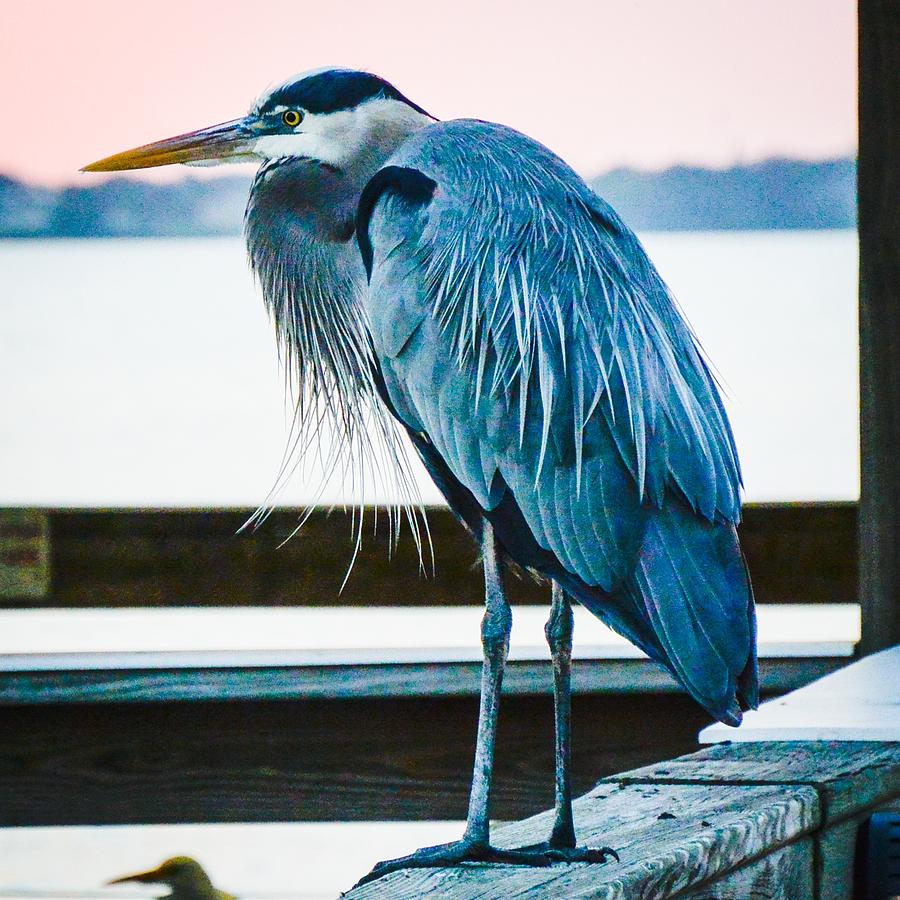 Heron By the River Photograph by Eddy Mann
