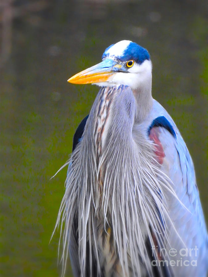 Handsome Heron Photograph by Beth Myer Photography