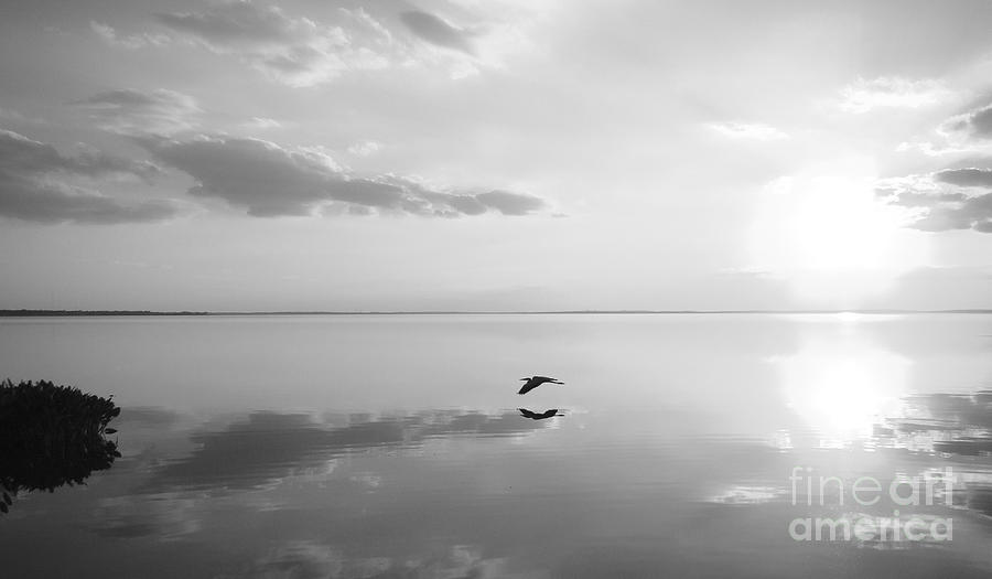 Heron Crossing Photograph by Jack Norton