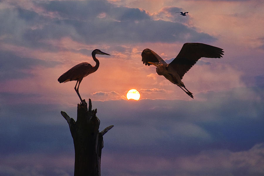 Heron Encounter Photograph