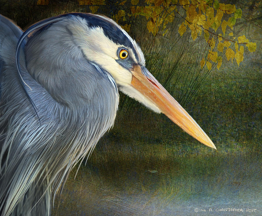 Heron Face Sudy Photograph by R christopher Vest