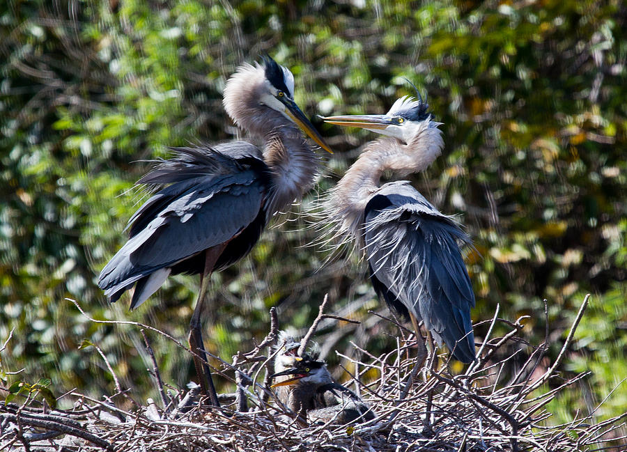 Heron Family Photograph by Mary Johnston - Fine Art America