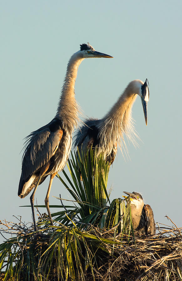 Heron Family Portrait Photograph by Mark Little - Fine Art America