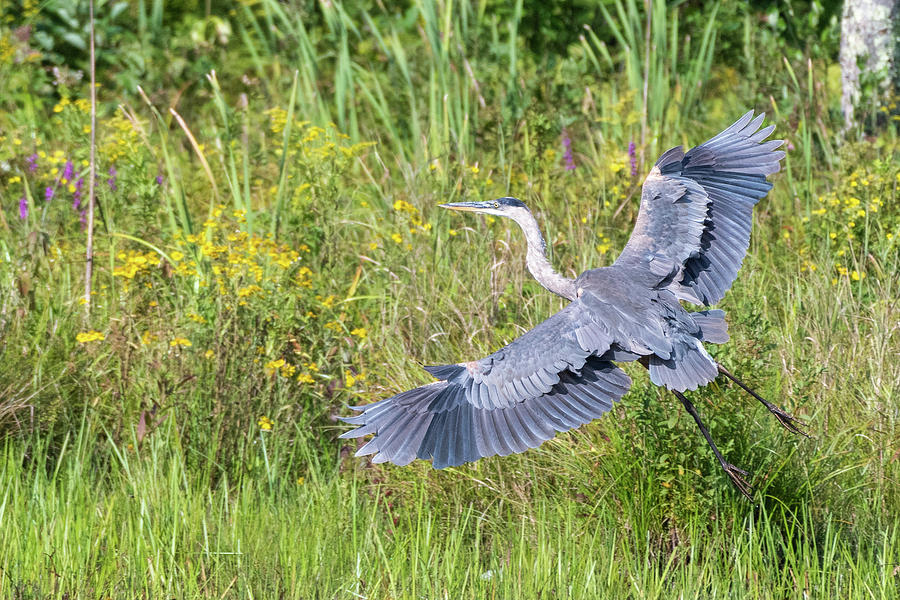 Heron Flight Photograph by Bill Wakeley