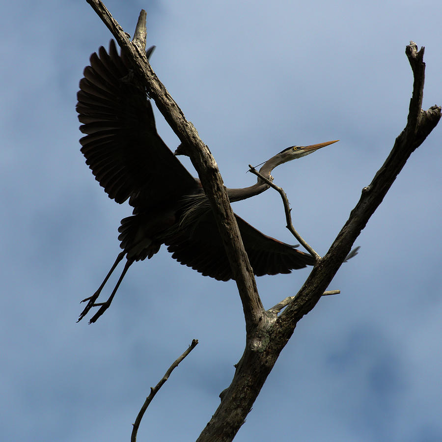 Heron Flight Photograph by Dillon Kalkhurst