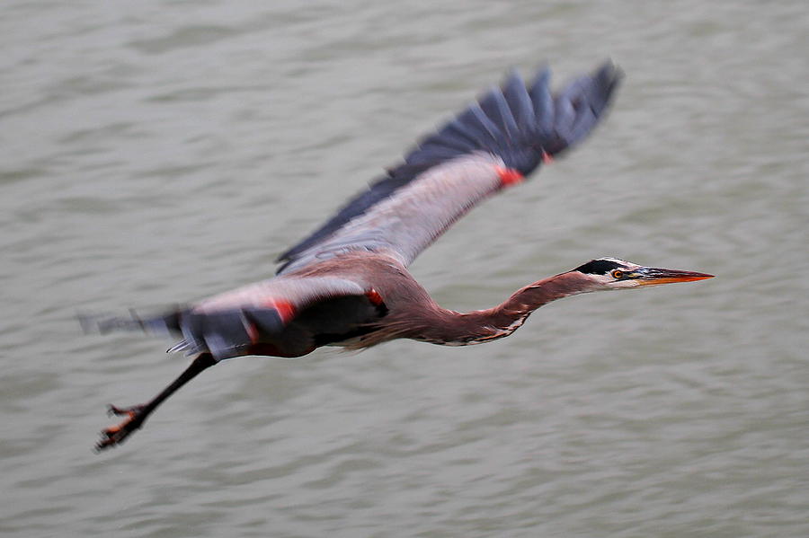 Heron Fly By Photograph by John King I I I