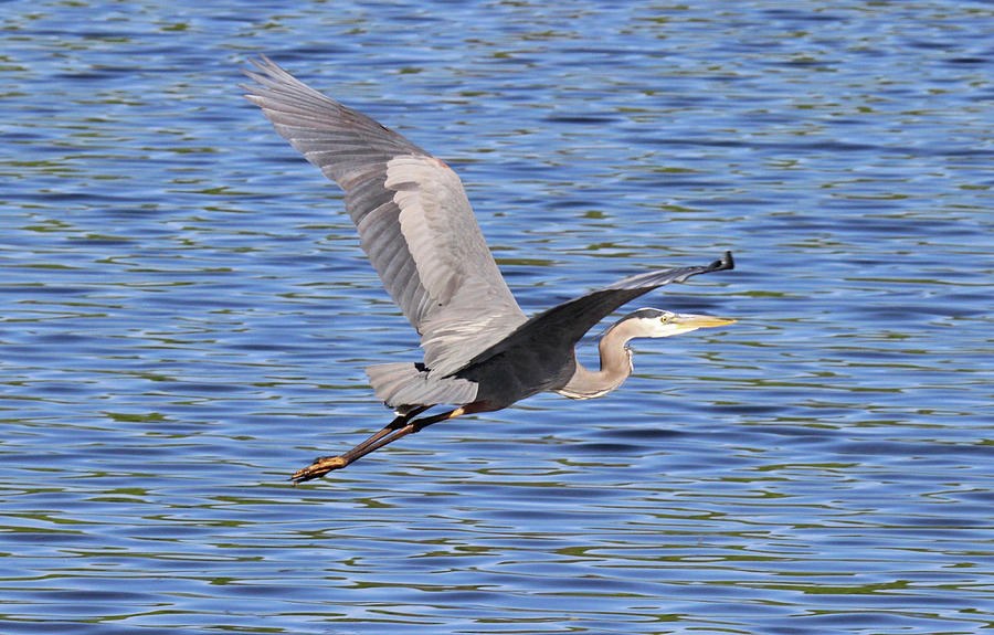 Heron Flying By Photograph by Sue Feldberg - Fine Art America