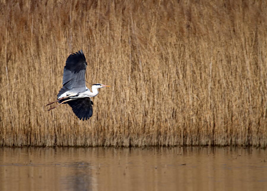 Heron flying Photograph by Elenarts - Elena Duvernay photo