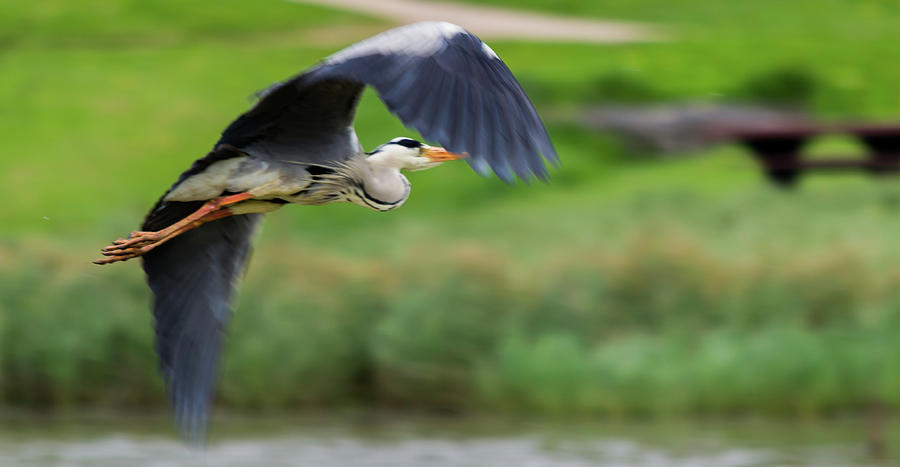 Heron Flying Turning In Flight Photograph by Scott Lyons
