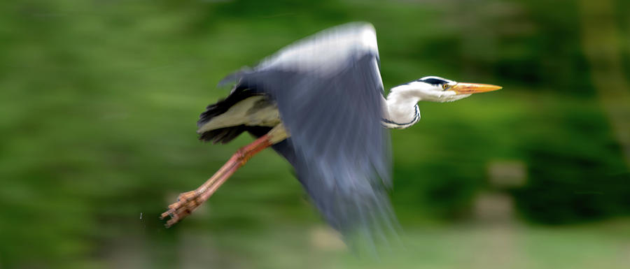 Heron Flying Wings Up Photograph by Scott Lyons